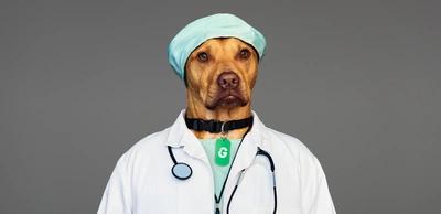 A smart dog doctor